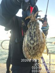 [군산] 11일 실시간 사진