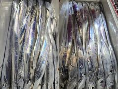 [ 진도보디가드호 ] ==>> 심선장 ==>> 왕갈치 조황입니다. << 9/11(금), 12(토), 13(일) ,14(월), 15(화),16(수) .......쭉~~~ 자리여유 많이 있습니다. >> 사진