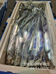 갈치한치조황++ - 11일새벽 갈치 대박으로 계속 갑니다 엄청 올라와요~!!오늘 예약가능 사진