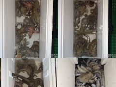 [진해] 10일 조항.오늘도 마리수 잡고온 포인트로 야간~돌문어 잡으러 … 사진