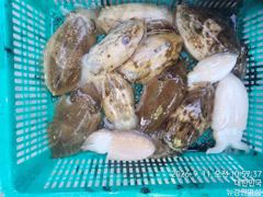 [사천] 갑오징어 실시간 오늘4분모시고 여유있게 즐기고 왔습니다 씨알좋은… 사진