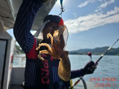 출조안내 - 쭈&갑...먹물은 칠갑을해야 제맛 아입니까!!내일은 문어,모레는 쭈&갑으로 달려가겠습니다!! 사진