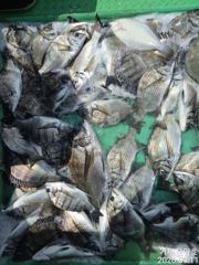 37까지 감성돔 대박 마릿수 조황 사진