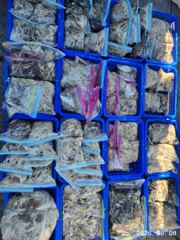 출조안내 - 돌문어 호조황~^^ 사진