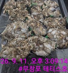 쭈.갑 먹물조황+ - << 무창포 테티스호 >> 9월 11일 독선단체팀 쭈꾸미 조황입니다~! " 사진