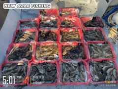 (南)남해조황 - 뉴아재피싱 갑오징어 야르! 다음주 예약중!! 사진