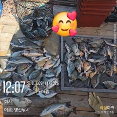 [서천,보령] (보령)원산도해신호 9월11일 쭈꾸미 조황 사진