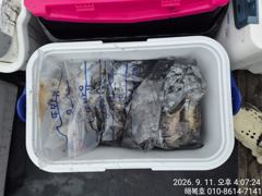오늘의조황 - 9월11일 해복호 갑오징어 조황 - 영목항 해성피싱-해성2호 사진