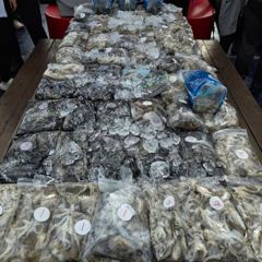 [문어] 9월11일(금요일) 쭈갑 사진