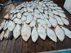 (西)서해조황 - 11일, 출조하면 초대대박 "대광어"열전~참돔,우럭등~싸이즈 대박 ~내일도 출조~군산낚시프라자 범고래호 사진