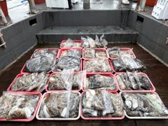 오늘의조황 - 피싱매니아 9월10일 쭈갑조황입니다 - 홍원항 항구낚시 사진