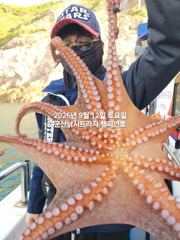 12일, 군산주간~부쩍커진 문어들~싸이즈 굿~실시간~내일도 출조합니다~군산 챔피언 사진