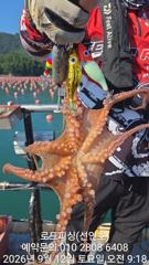 (로드피싱)문어실시간 잘나오고 있습니다 ~ 사진