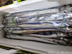 [여수,광양] 9월12일입항 대갈치 조황소식입니다 사진