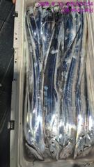 [고흥,녹동] 먼바다갈치 씨알이 극과극 사진