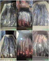 출조안내 - 쿨러조황 사진