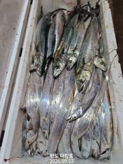 실시간 조황 - 완도더킹호 9월12일 갈치외줄 철수조황 입니다 사진