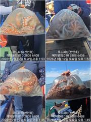 (南)남해조황 - (로드피싱)문어12일,마릿수 좋네요!(일요일 예약중) 사진