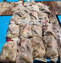 12일, 주간문어 170여수,평균 5~600g, 최고 1,6kg, 굿굿 망탱이 조황~내일도 출조합니다~군산 챔피언호 사진