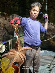 [여수,광양] [ 여수만진스타호 ] 1호 새벽전투문어 대박조황!! 총300수이… 사진