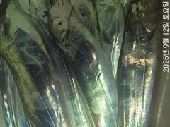 [진해] 내만갈치씨알좋은3지급까지쿨러만~당 사진
