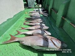 [거제] [거제 비버호] 참돔 흘림 마리수 조황(예약가능). 사진