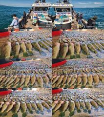 ♥붉바리들..이정도는 잡아봐야지요 대박 붉바리조황입니다[2026년09월12일 ] ◎ 해마루호가 뜨는이유? 조황때문이죠 ◎ 핵심포인트: 바로진입.. 바로히트.. ◎ 차원이 다른 조... 사진