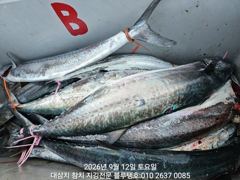 12/토, 오후타임ㅡ오후도 많은 대삼치의 격돌! 사진