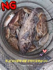 2026년9월12일 쭈.갑 조황 정보 사진