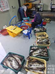 (東)동해조황 - (씨스타호) 12일 대 삼치 피딩 타임~~~ 사진