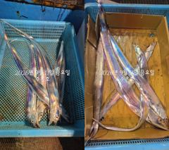 통영 수 은 호<<>>갈치 조황입니다 예약하실떄 자리 선택하세요 예약은 3361 4231 전화주세요 사진