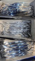 "준내만갈치&내만갈치"밤새피딩!!루어1타1피~던지면 입질퍽퍽~!!(일요일 준내만갈치 예약가능) 사진