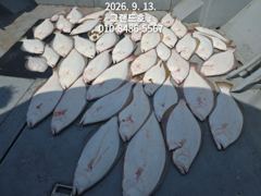 9월12일 "대광어"~광어가 많기는 많은가 봅니다~생활낚시로도 대박 ~~군산낚시프라자 그랜드호 사진