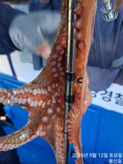 일요일출항확저잘일요일출항확저자리 에유 사진