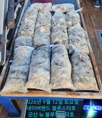 ★★ 9/12 [군산 대일피싱] 뉴 블루스타호 쭈꾸미 대박조황~! 다음주 수요일만 예약가능 사진