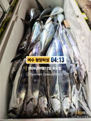 여수 청양피싱 9월12일 입항조황 사진
