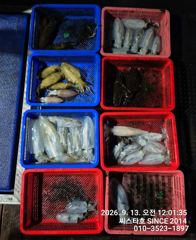 [경주] (씨스타호) 12일 대 삼치 피딩 타임~~~ 사진
