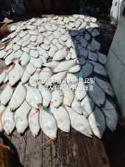 9월12일 군산 범고래호 대광어 날마다 난리~대대박~조기철수~끝내주는 마릿수~ 군산낚시프라자 사진