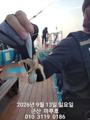 9월 13일 쭈꾸미 군산마루호 실시간조항~☆ 사진