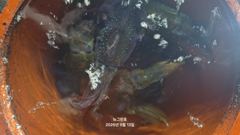 [통영] (무늬오징어)무시가 심심찮게~초보팀 70여수 대성공 뉴그린호(오… 사진