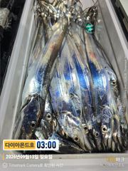 4지급 만쿨만선대박터졌다! 오늘출항! 마감임박! 전화주세요~ 사진
