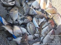 [거제] (감성돔)썩어납니다 오늘은 90여수 느나느나 피딩~야호(14일 … 사진