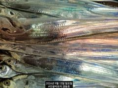 [진해] 경동호 먼바다왕갈치외줄 16석 대치속풀치~월요일 화요일 예약가능 사진