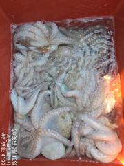 (南)남해조황 - ~~*굵직한돌문어 마리수 제법잡고~(예약가능)*~~ 사진