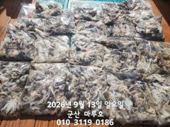 9월 13일 군산마루호 쭈꾸미 조항~☆ 사진