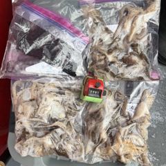 두족류 글만 보기 사진