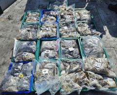 9월13일사리물때갑오징어낚시위주!갑오징어쭈꾸미조황요~(14일내일1여유자리있네여~) 사진