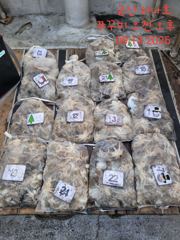 <하나호> 쭈꾸미 오후 마무리 조황(13일) 사진