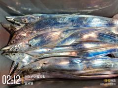 실시간 조황 - 2026년 9월 13일 왕대구 지깅 출조 사진
