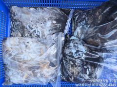 뉴대호피싱 9월12일 쭈갑조황입니다!! 사진